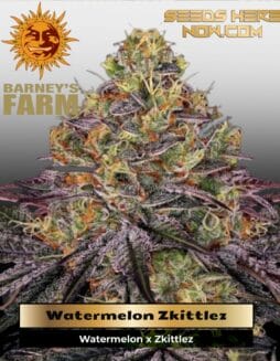Watermelon Zkittlez (Feminized) (space) Barney's Farm