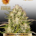 Wedding Cake (Autoflower) - Barney's Farm