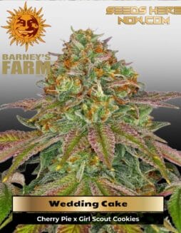 Wedding Cake (Feminized) (space) Barney's Farm
