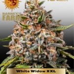 White Widow XXL (Feminized) - Barney's Farm