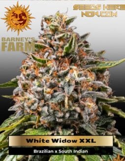 White Widow XXL (Feminized) (space) Barney's Farm