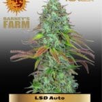 Zkittlez OG (Autoflower) - Barney's Farm