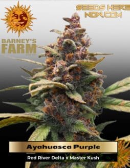 Ayahuasca Purple (Feminized) (space) Barney's Farm