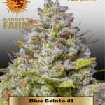 Blue Gelato 41 (Feminized) - Barney's Farm