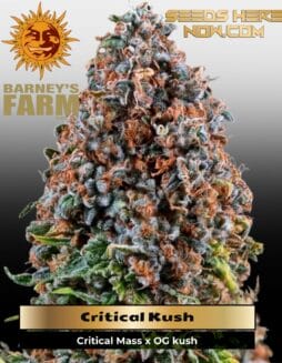 Critical Kush (Feminized) (space) Barney's Farm