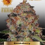 Shiskaberry (Feminized) - Barney's Farm
