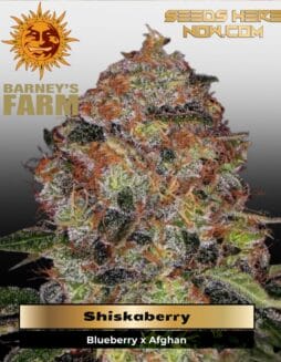 Shiskaberry (Feminized) (space) Barney's Farm