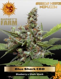 Blue Shark CBD (Feminized) (space) Barney's Farm