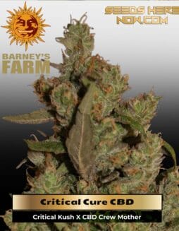 Critical Cure CBD (Feminized) (space) Barney's Farm