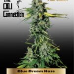Blue Dream Haze (Feminized) - Cali Connection