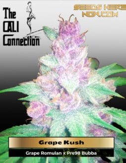 Grape Kush (Feminized) (space) Cali Connection