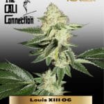 Louis XIII OG (Feminized) - Cali Connection