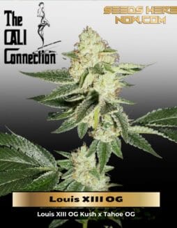 Louis XIII OG (Feminized) (space) Cali Connection