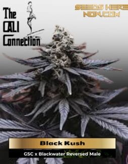 Black Kush (Feminized) (space) Cali Connection