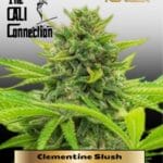 Clementine Slush (Feminized) - Cali Connection