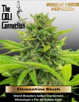 Clementine Slush (Feminized) (space) Cali Connection