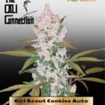 Girl Scout Cookies (Autoflower) - Cali Connection