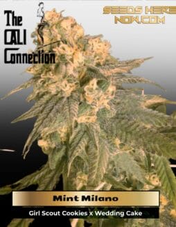 Mint Milano (Feminized) (space) Cali Connection