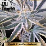 Fruit Tree (Feminized) - Cali Connection