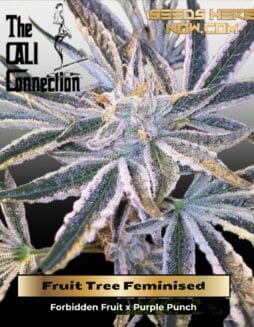 Fruit Tree (Feminized) (space) Cali Connection