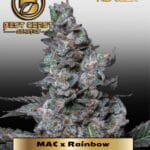 MAC x Rainbow (Regular) 5-Pack - Best Coast Genetics