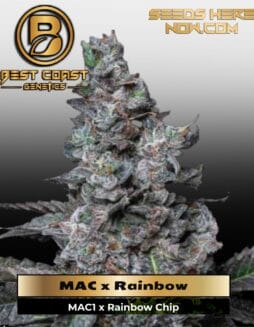 MAC x Rainbow (Regular) (space) Best Coast Genetics