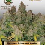Sunset Sherbet (Autoflower) - Automatically Delicious