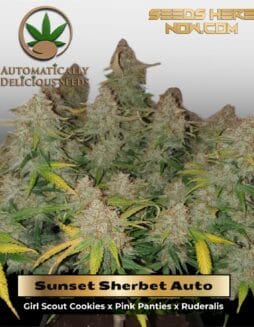 Sunset Sherbet (Autoflower) (space) Automatically Delicious