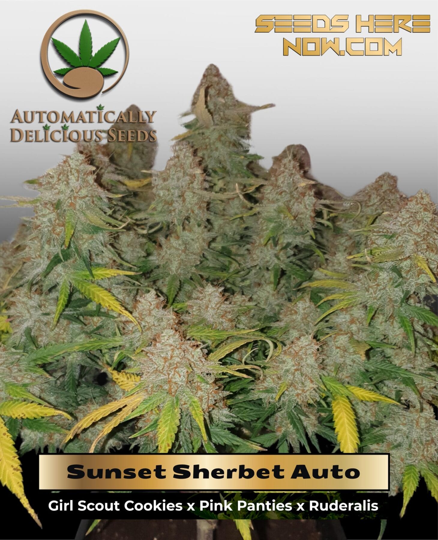 Sunset Sherbet (Autoflower) - Automatically Delicious