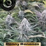 Donny Bananas (Feminized) - Happy Dreams Genetics