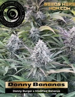 Donny Bananas (Feminized) (space) Happy Dreams Genetics