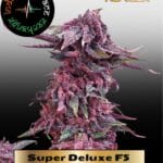 Super Deluxe F5 (Regular(+5 free fem)) -  Indian Landrace Exchange