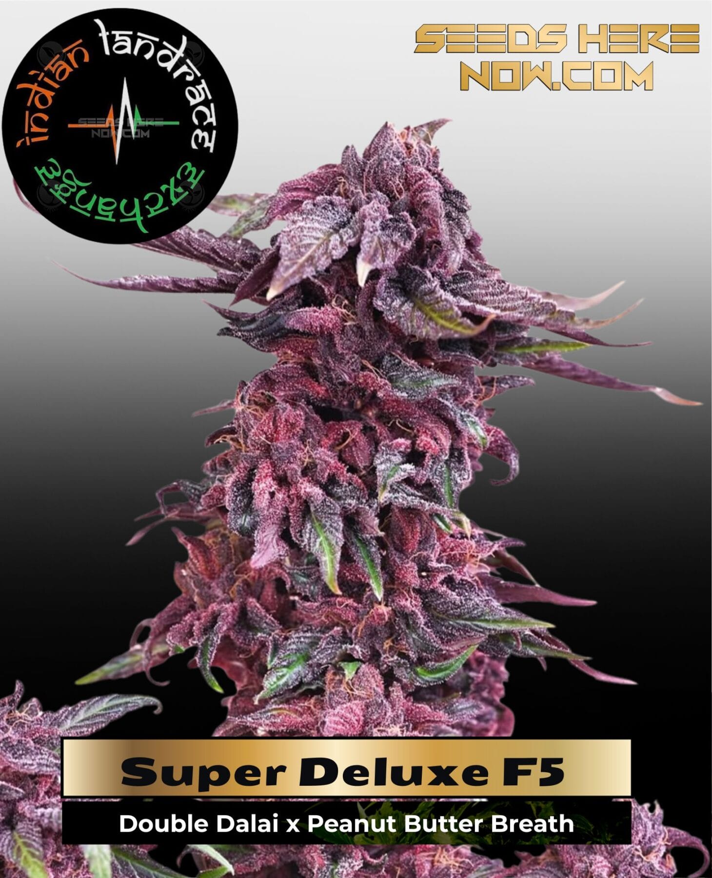 Super Deluxe F5 (Regular(+5 free fem))- Indian Landrace Exchange