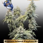 Staten Island Payton S1 (Feminized) - Katsu Seeds
