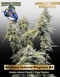 Staten Island Payton S1 (Feminized) (space) Katsu Seeds