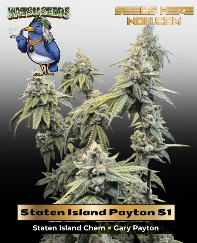 Staten Island Payton S1 (Feminized) - Katsu Seeds
