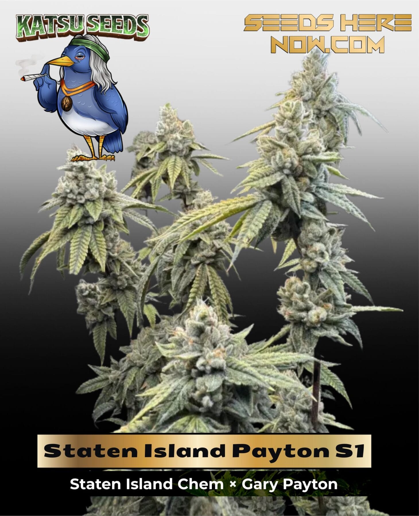 Staten Island Payton S1 (Feminized) - Katsu Seeds