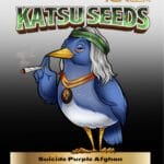 Suicide Purple Afghan (Regular) - Katsu Seeds