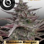 Banana Burger (Feminized) - Happy Dreams Genetics