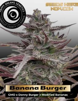 Banana Burger (Feminized) (space) Happy Dreams Genetics