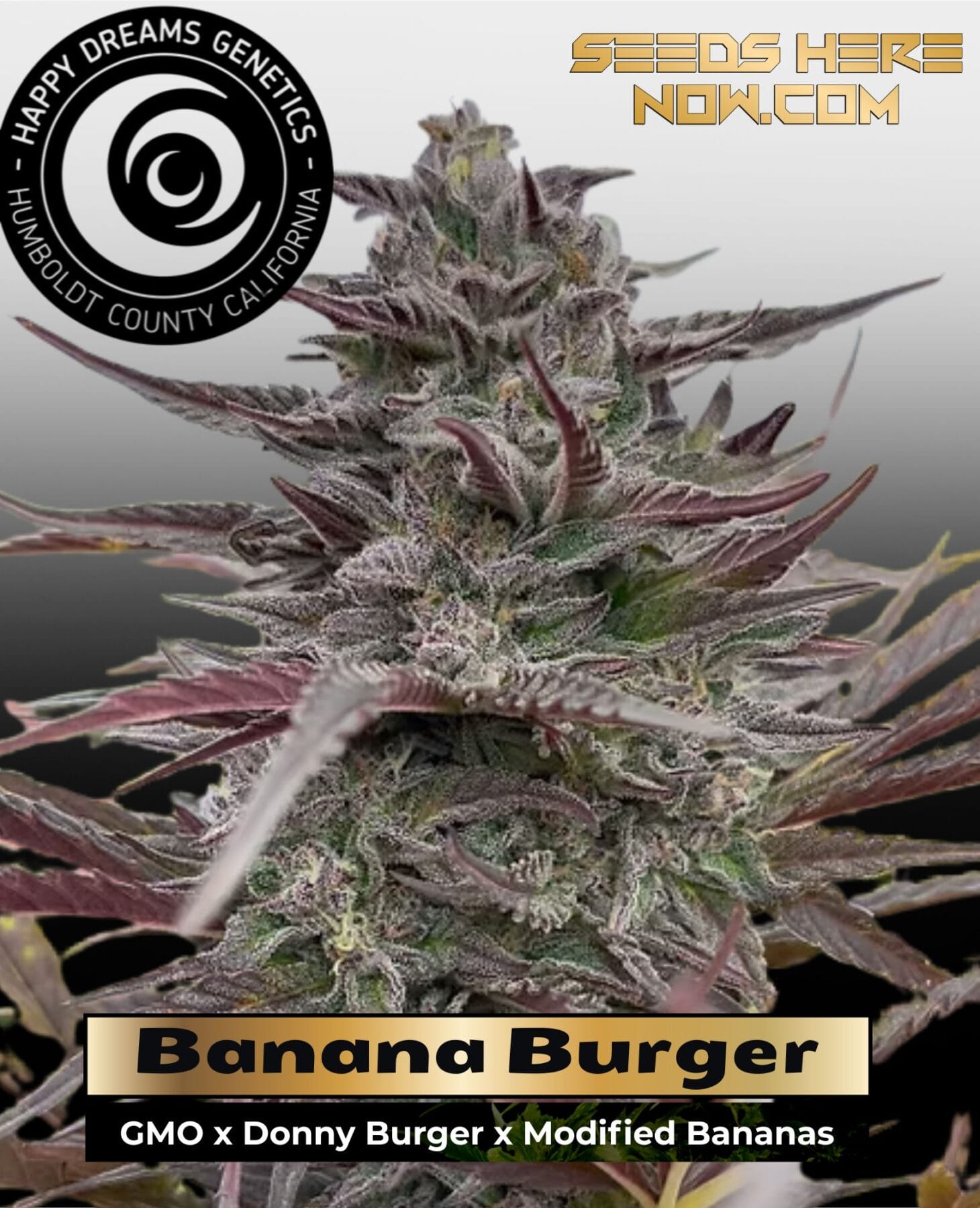 Banana Burger (Feminized) - Happy Dreams Genetics