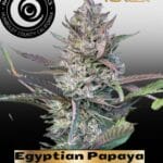Egyptian Papaya (Feminized) - Happy Dreams Genetics