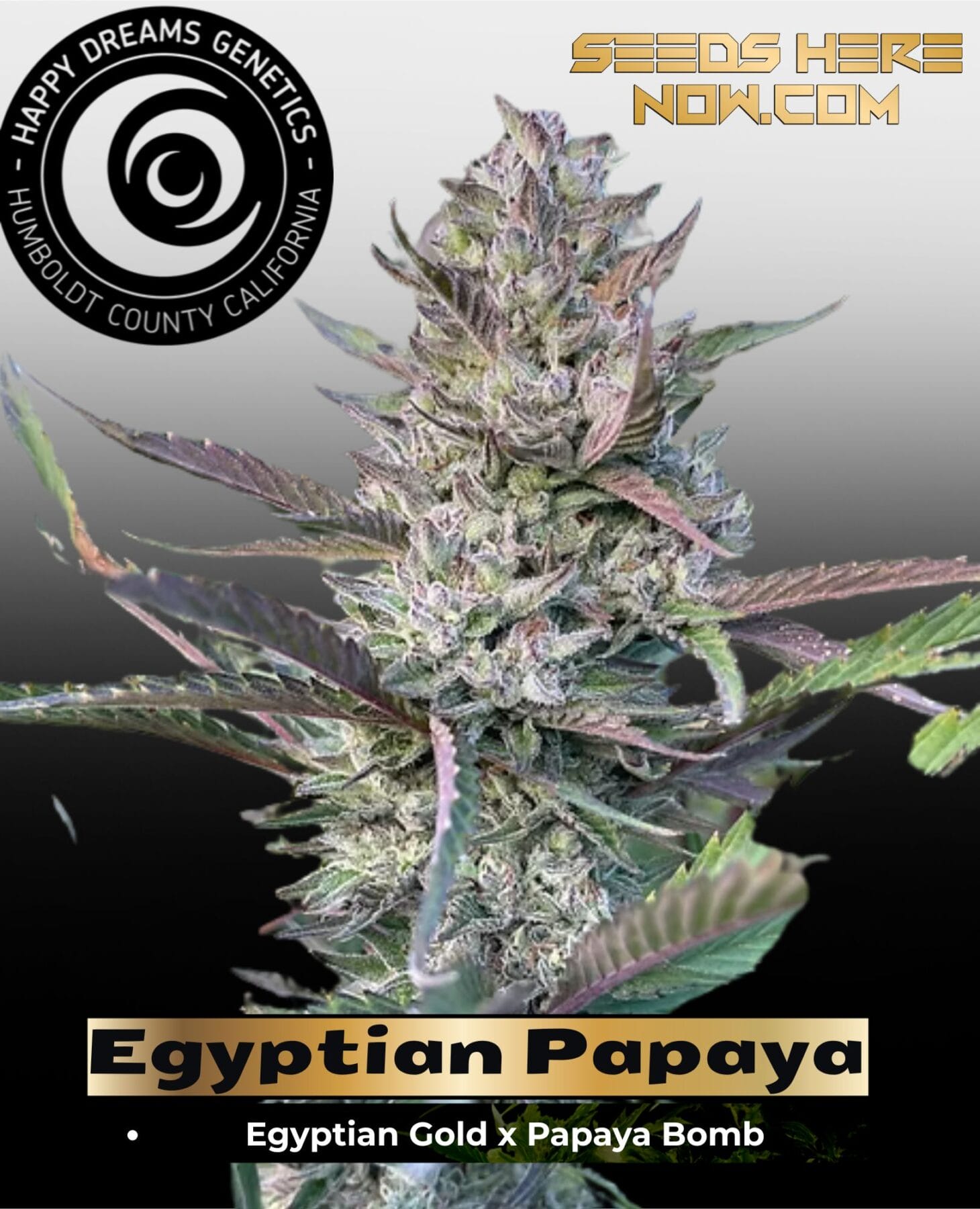 Egyptian Papaya (Feminized) - Happy Dreams Genetics