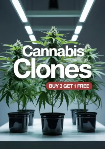 Autoflower Seeds Promotion