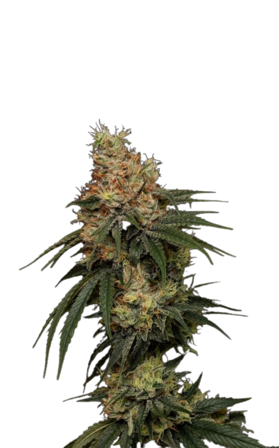 Buy Feminized Weed Seeds