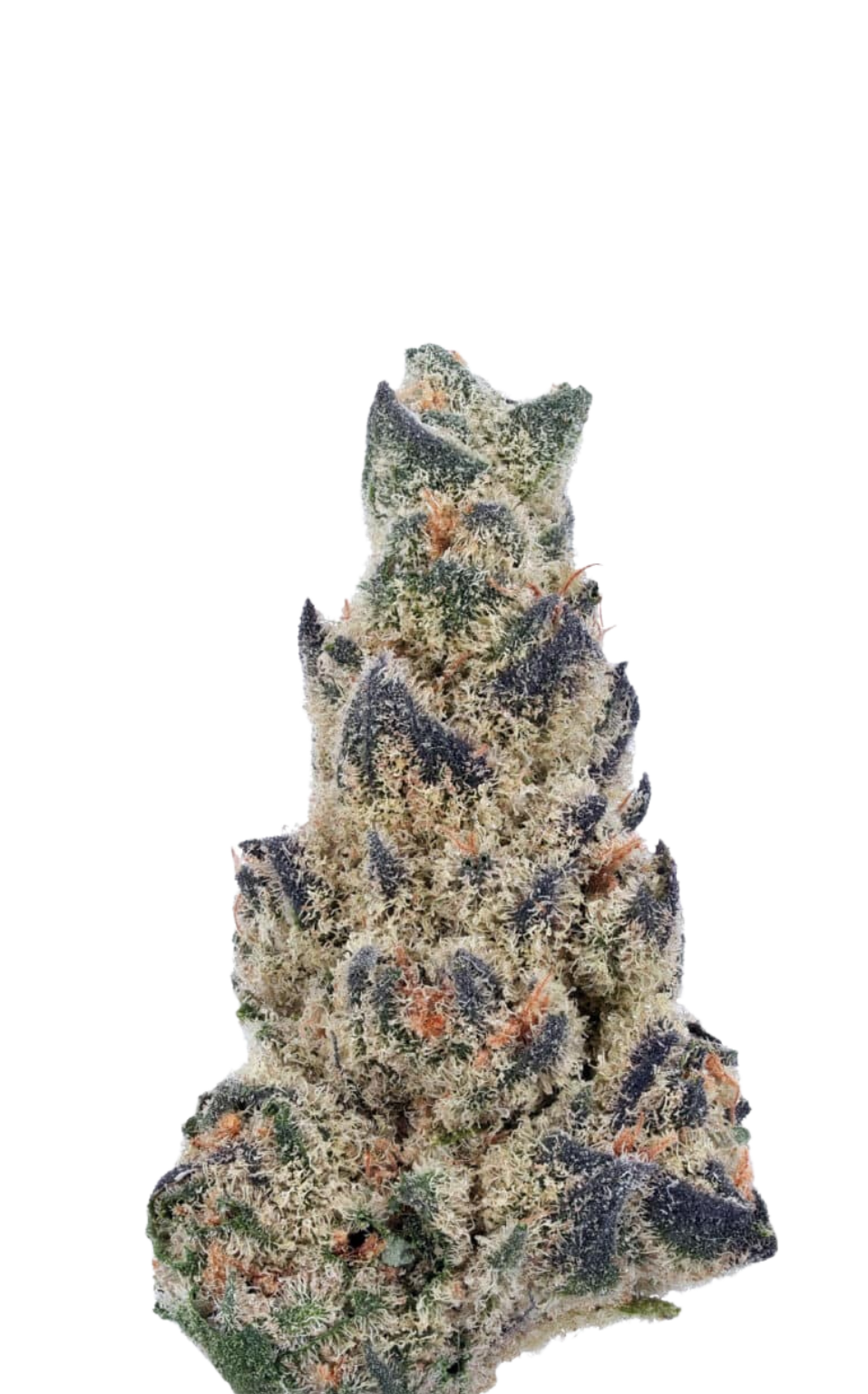 Buy Autoflowering Marijuana Seeds