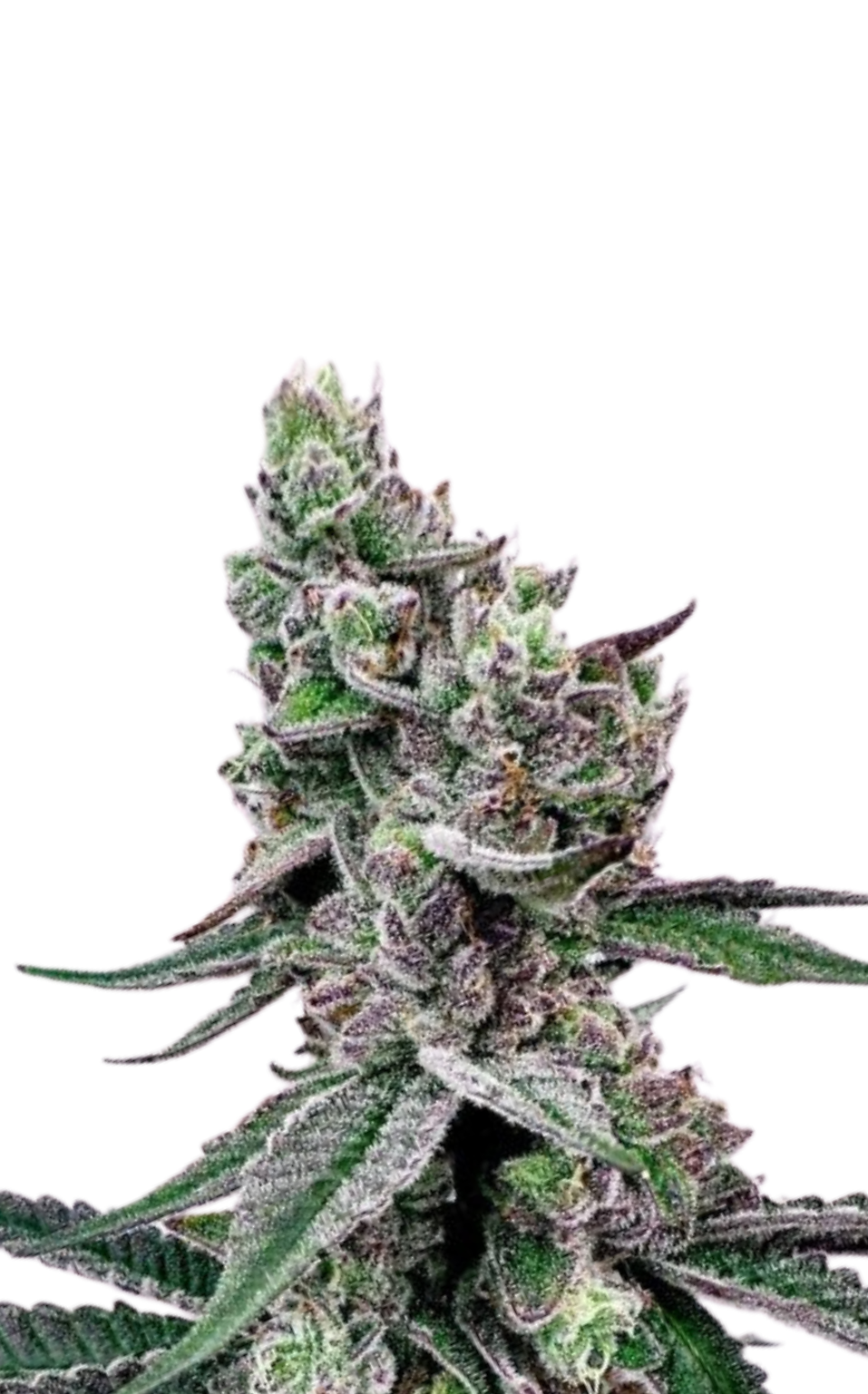 Buy Cannabis Clones Online