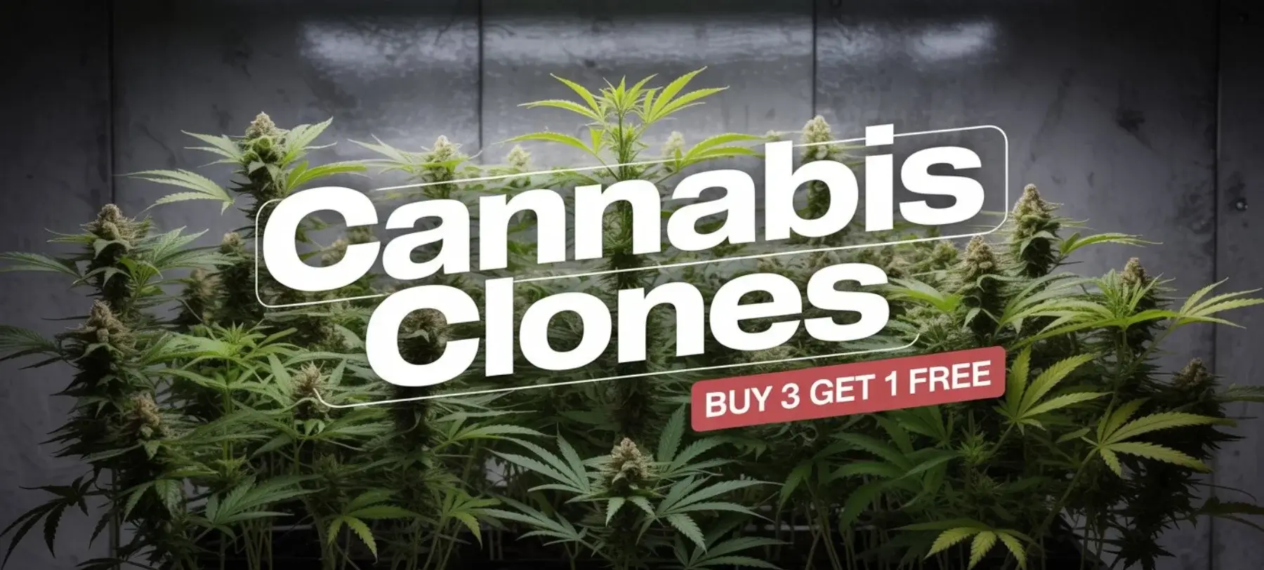 Autoflower Seeds Promotion