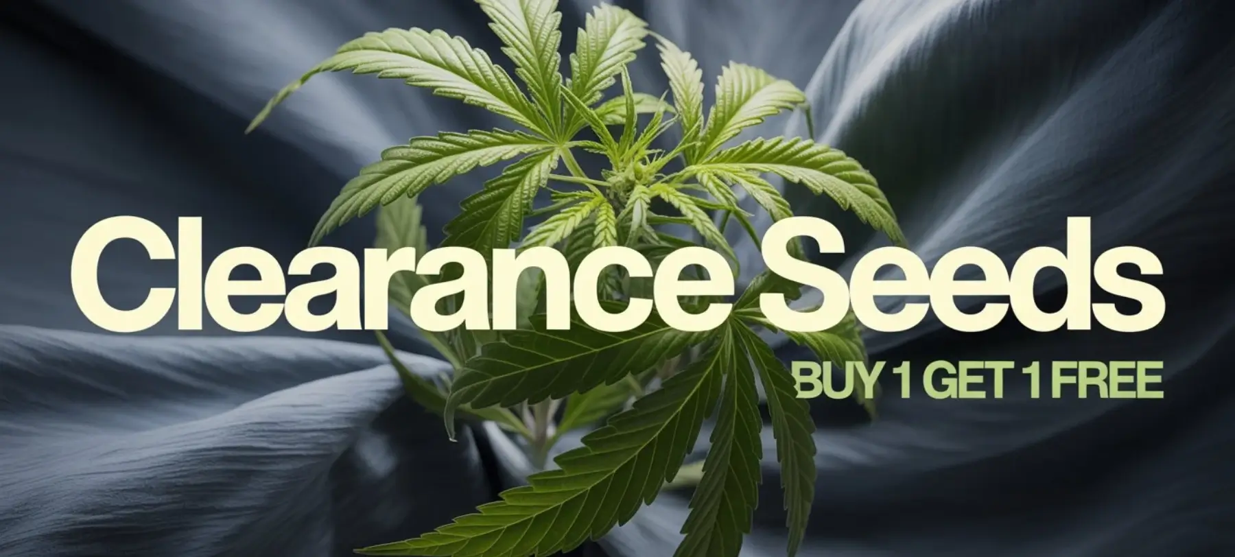 Autoflower Seeds Promotion