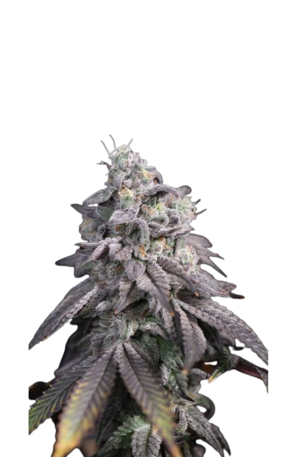 Buy Regular Marijuana Seeds